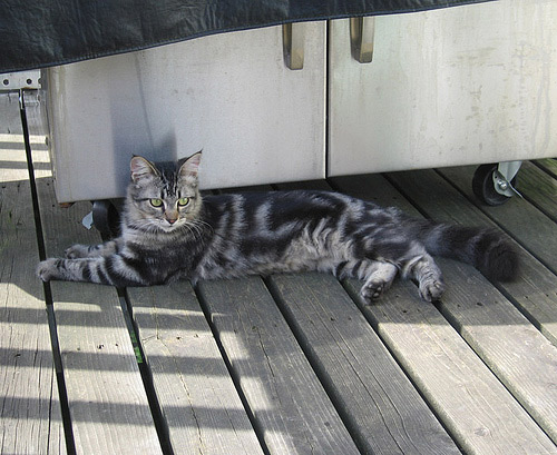 Tigger on the deck
